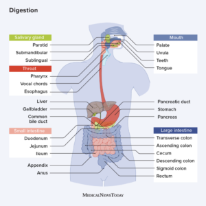 How Digestion Works in Body