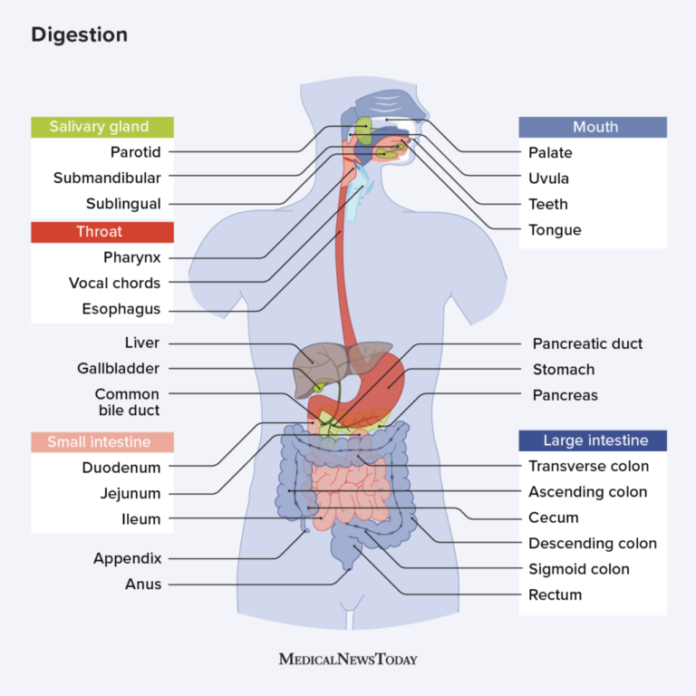How Digestion Works in Body