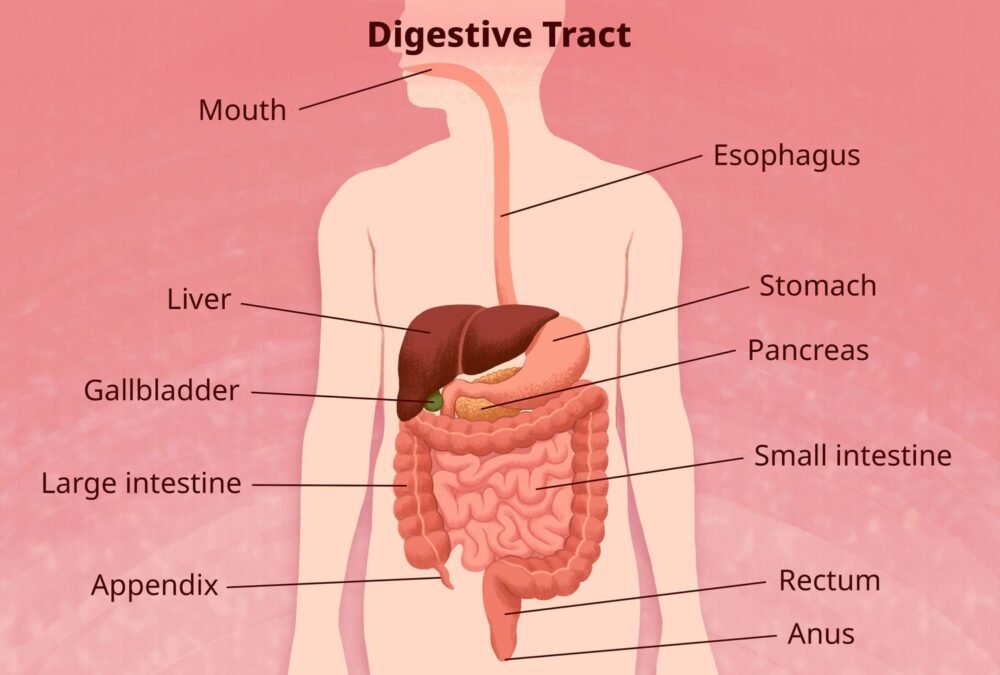 Common Digestive Disorders Symptoms