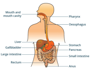 digestive system functions