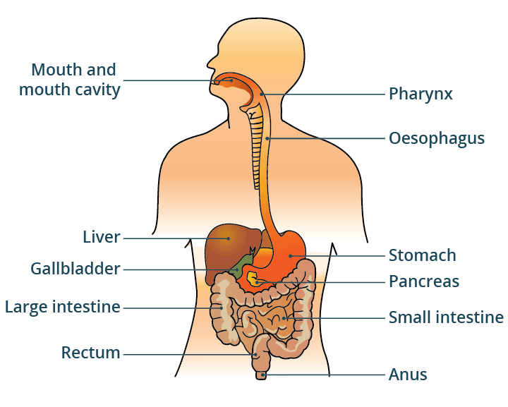 digestive system functions