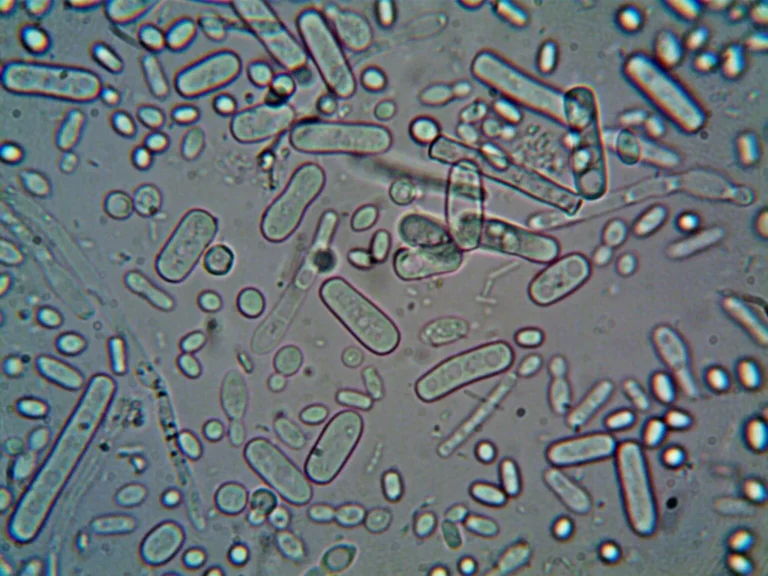 Tap Water Bacteria