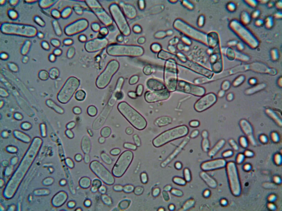 Tap Water Bacteria