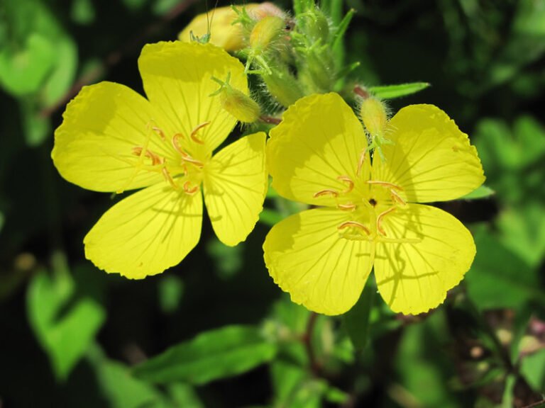 Yellow evening primrose flowers in bloom